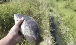 钓大鱼视频,视频教学带你轻松捕获巨物